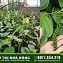 Cây Trồng Nào Sau Đây Thuộc Nhóm Cây Công Nghiệp