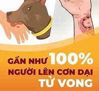 Chó Cắn Có Phải Đi Tiêm Không